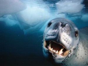 20091204x1paulnicklen