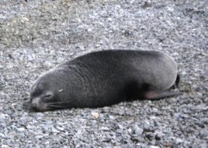 fur seal