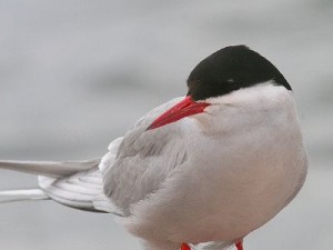 Arctic~Tern~533