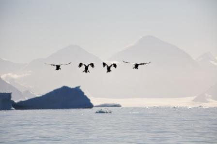 Mike Shortt - Shag Formation Flying