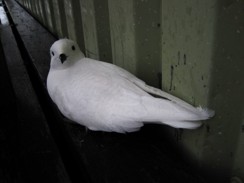 Snow-Petrel-500x375