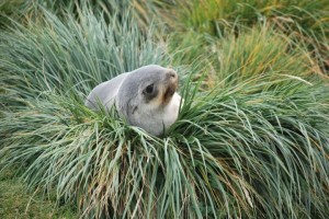 furseal