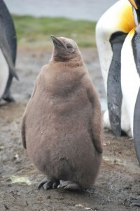 penguin