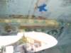 reinforceaftcuddy_small.jpg
